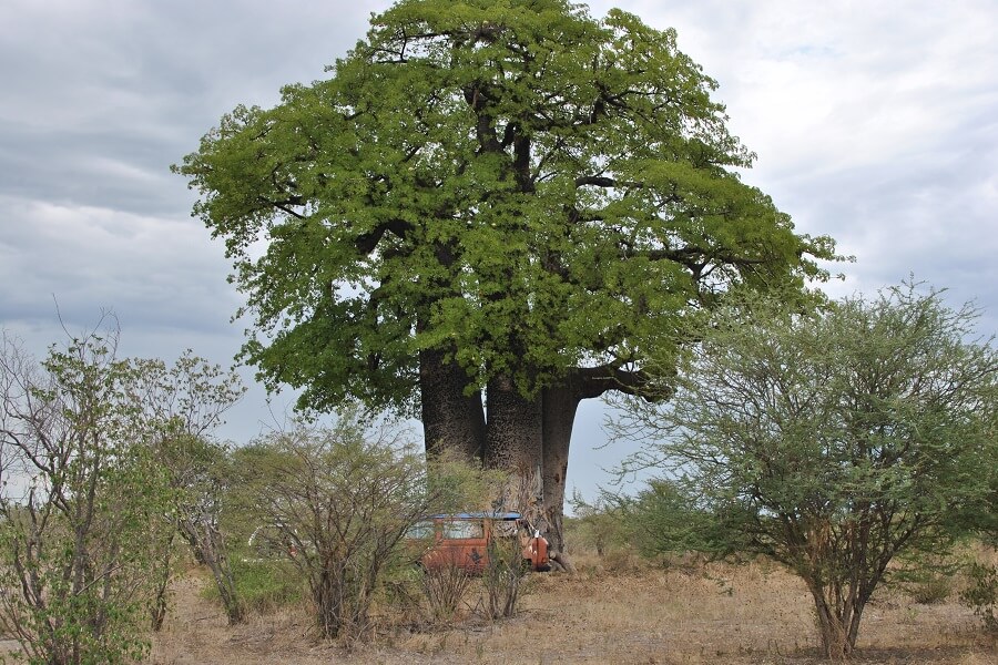 Namibia - Baobab perspectives