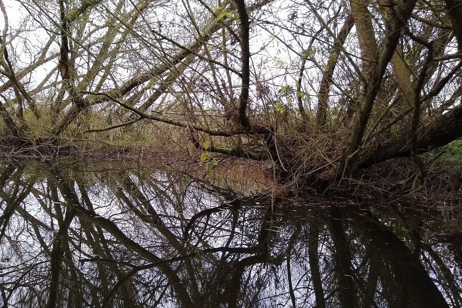 Tree navigation on the River Stour