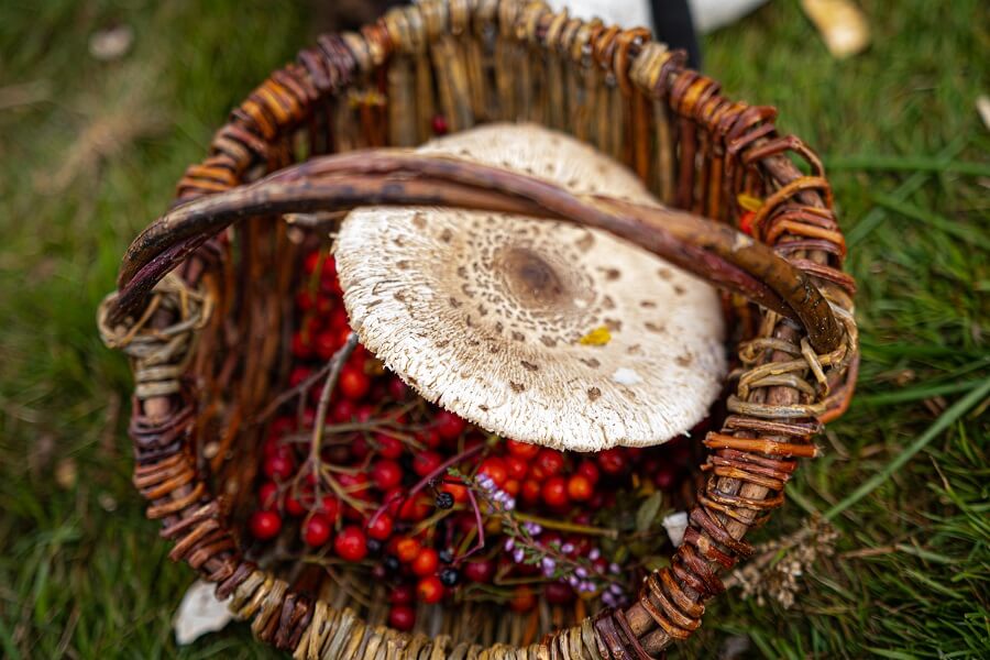 Foraging using hand-made baskets with The Old Way