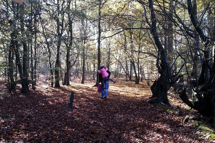 Family guided woodland walk in the Chilterns