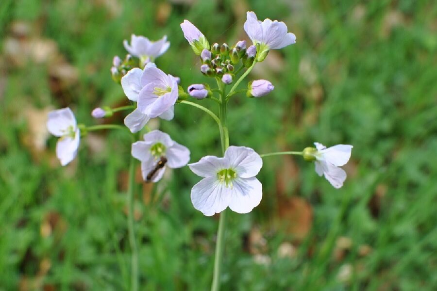 Lady's Smock, lightly scented, pale pink flowers with four petals