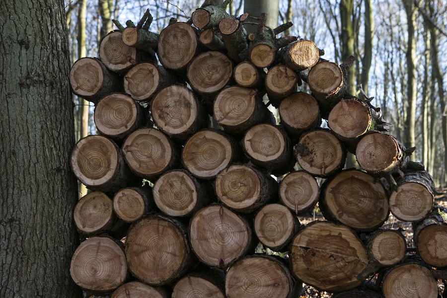 Wood stack of larch logs